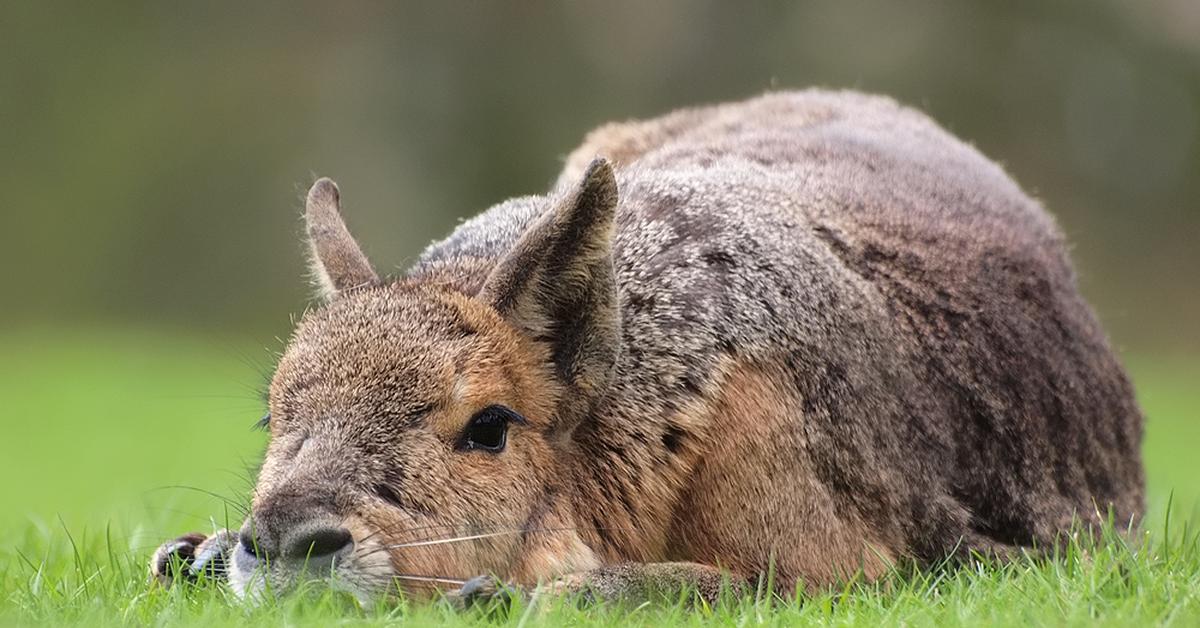 Glimpse of the Patagonian Mara, known in the scientific community as Dolichotis patagonum.