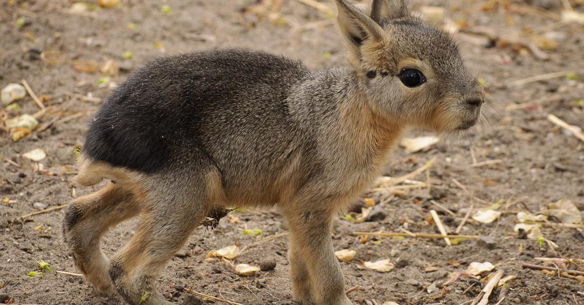 Captivating presence of the Patagonian Mara, a species called Dolichotis patagonum.