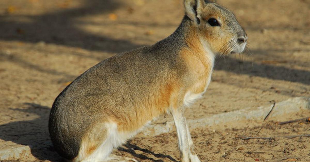 A beautiful representation of the Patagonian Mara, scientifically Dolichotis patagonum.