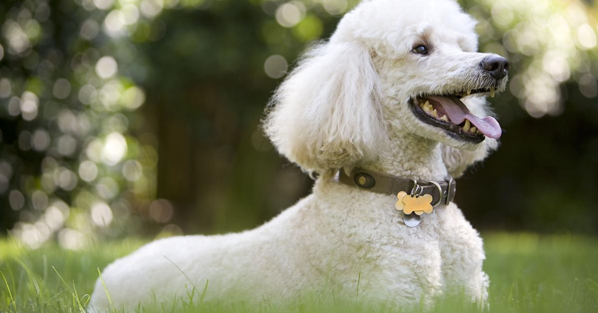 Image showcasing the Poodle, known in Indonesia as Anjing Poodle.