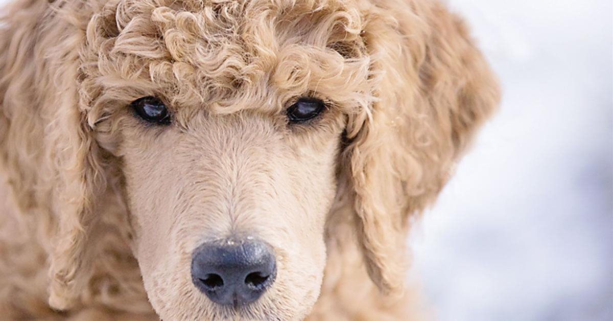 The majestic Poodle, also called Anjing Poodle in Indonesia, in its glory.