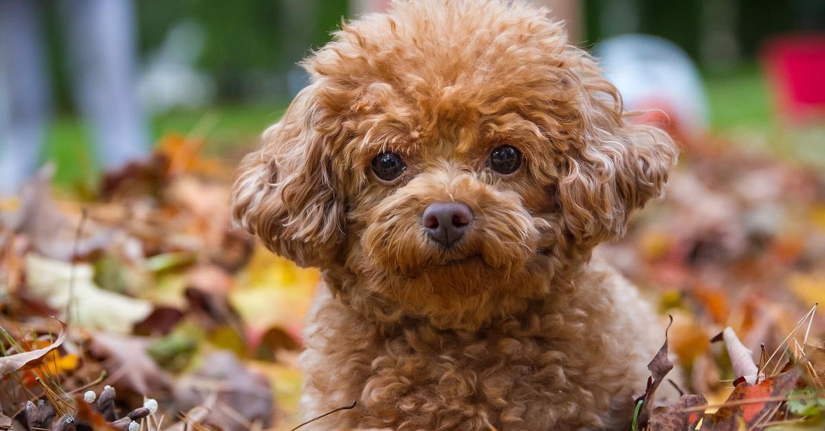 Distinctive Poodle, in Indonesia known as Anjing Poodle, captured in this image.