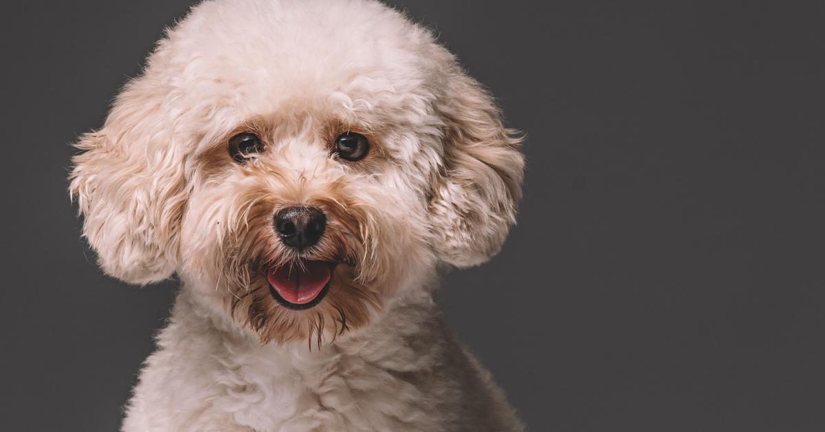 Vibrant snapshot of the Poodle, commonly referred to as Anjing Poodle in Indonesia.