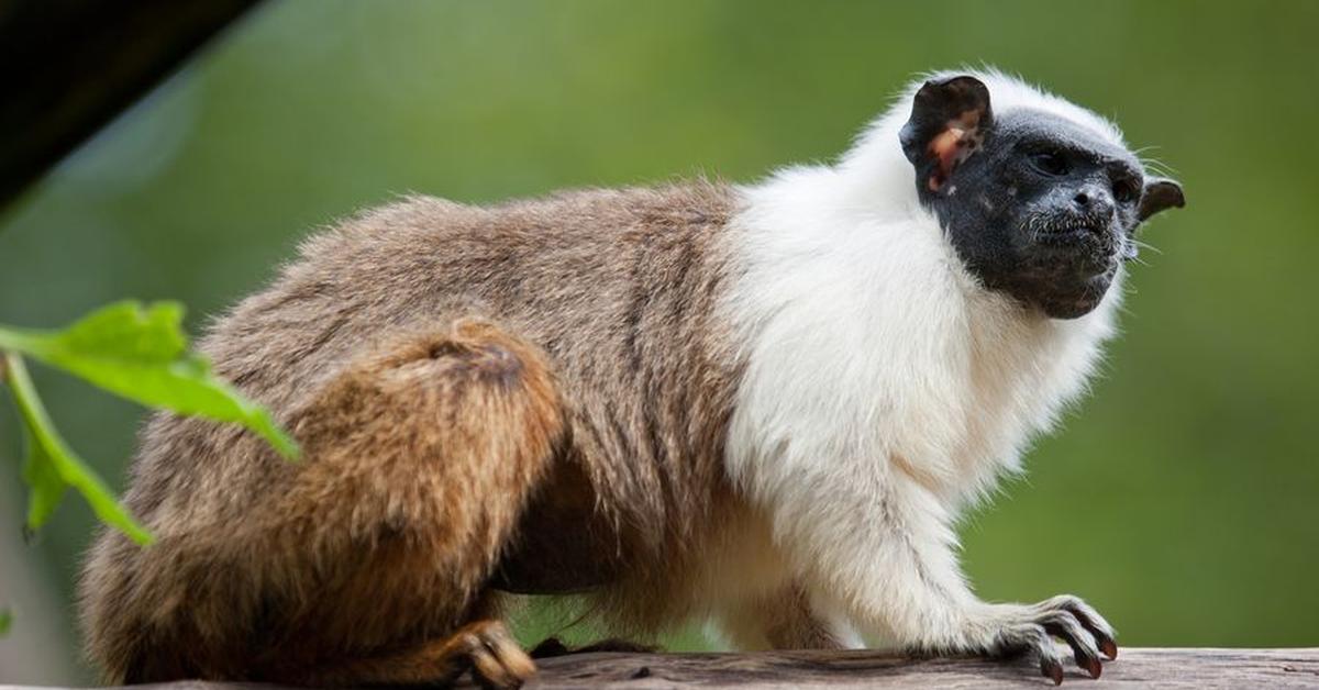 Captivating view of the Pied Tamarin, known in Bahasa Indonesia as Tamarin Berbintik.