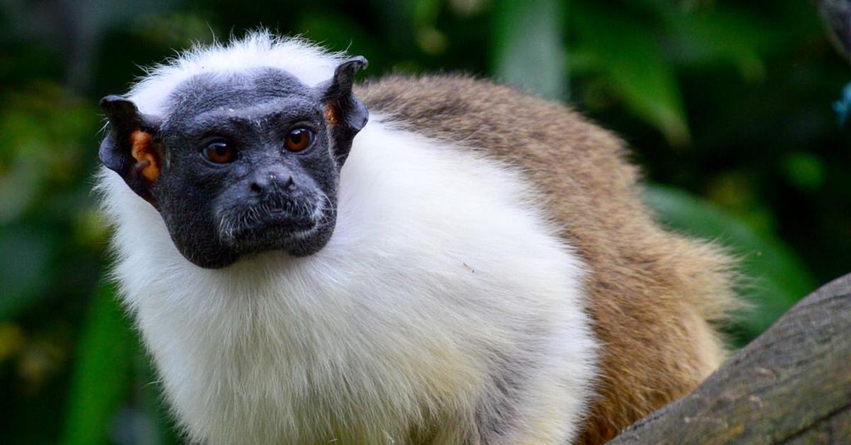 Vibrant snapshot of the Pied Tamarin, commonly referred to as Tamarin Berbintik in Indonesia.