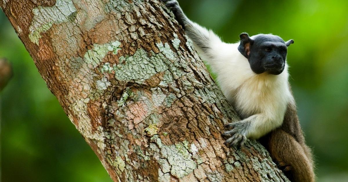 Stunning image of the Pied Tamarin (Saguinus bicolor), a wonder in the animal kingdom.