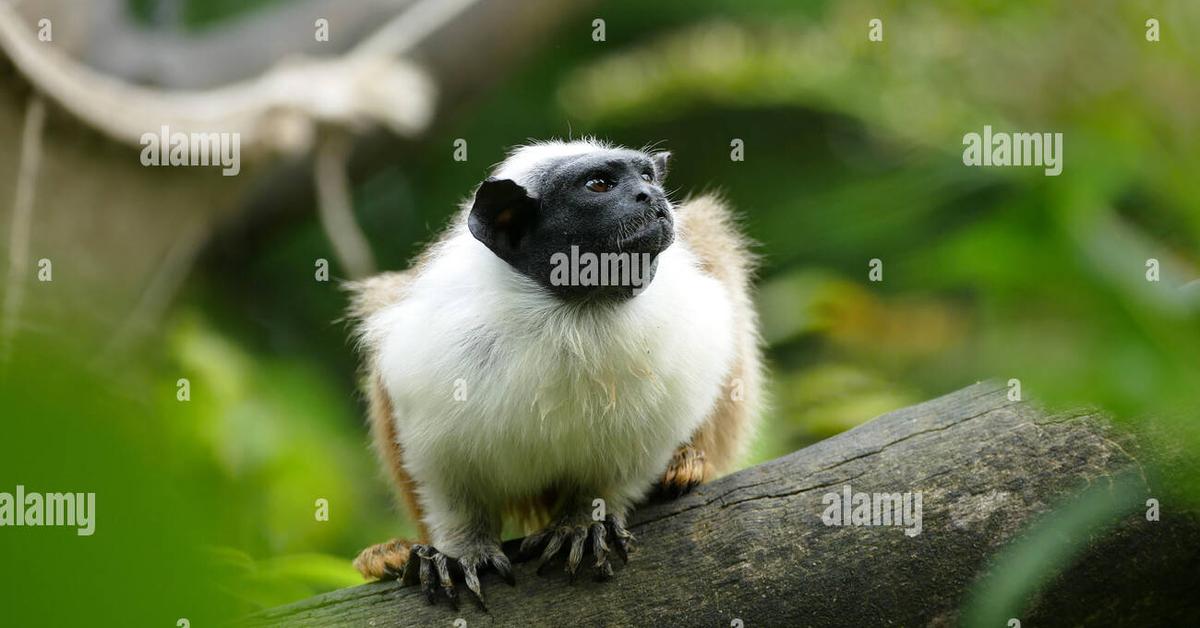 Image of the Pied Tamarin (Saguinus bicolor), popular in Indonesia as Tamarin Berbintik.