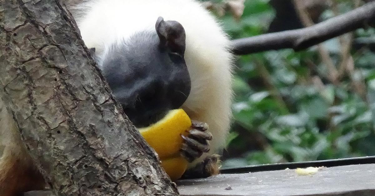 Vivid image of the Pied Tamarin, or Tamarin Berbintik in Indonesian context.