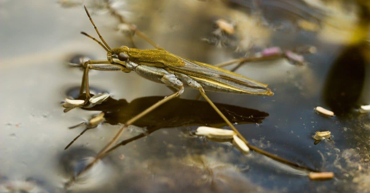 Stunning depiction of Pond Skater, also referred to as Limulidae.