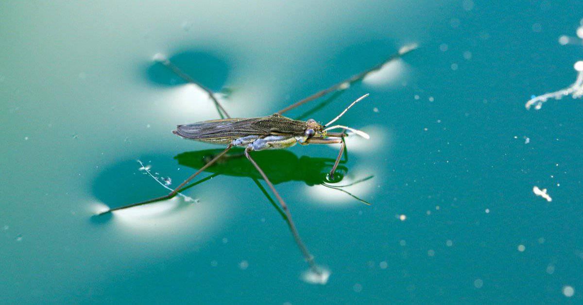 The Pond Skater, a species known as Limulidae, in its natural splendor.