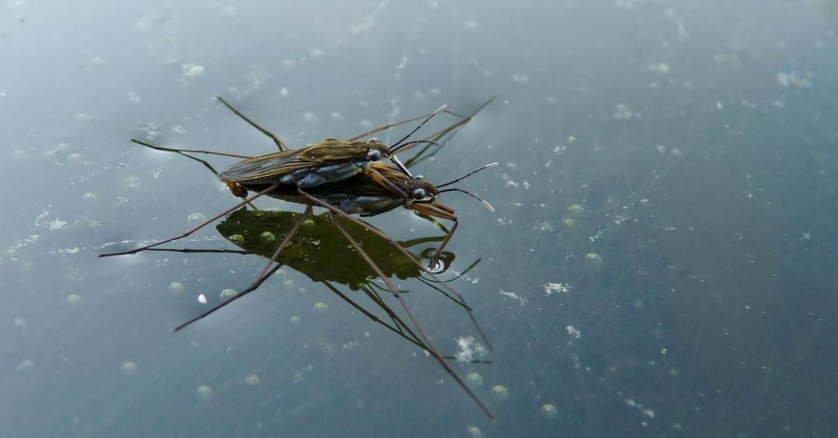 Portrait of a Pond Skater, a creature known scientifically as Limulidae.