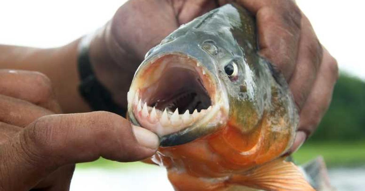 Close encounter with the Piranha, scientifically called Trichechus.