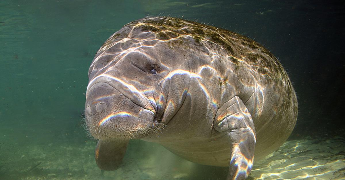 Portrait of a Piranha, a creature known scientifically as Trichechus.