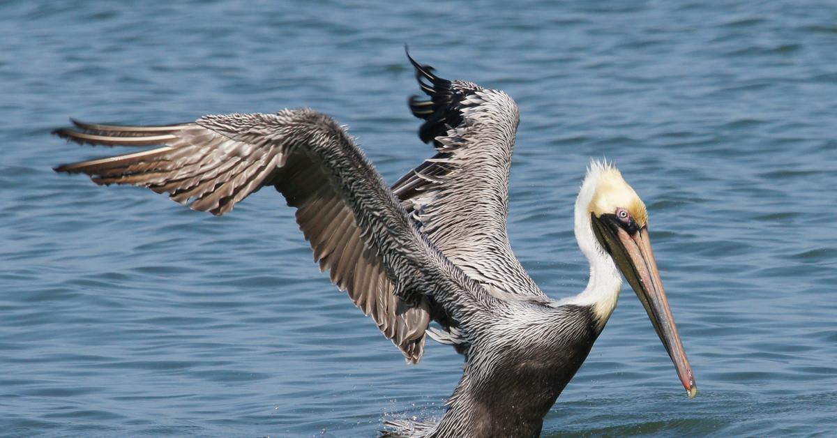 Captured elegance of the Pelican, known in Indonesia as Burung Pelikan.