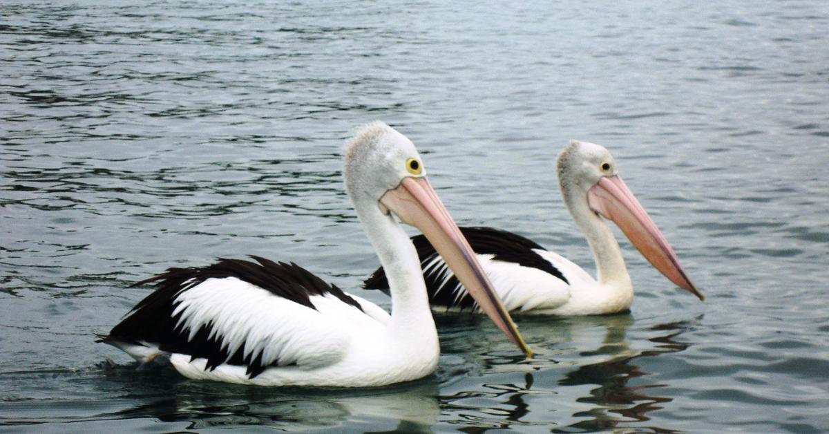 Insightful look at the Pelican, known to Indonesians as Burung Pelikan.