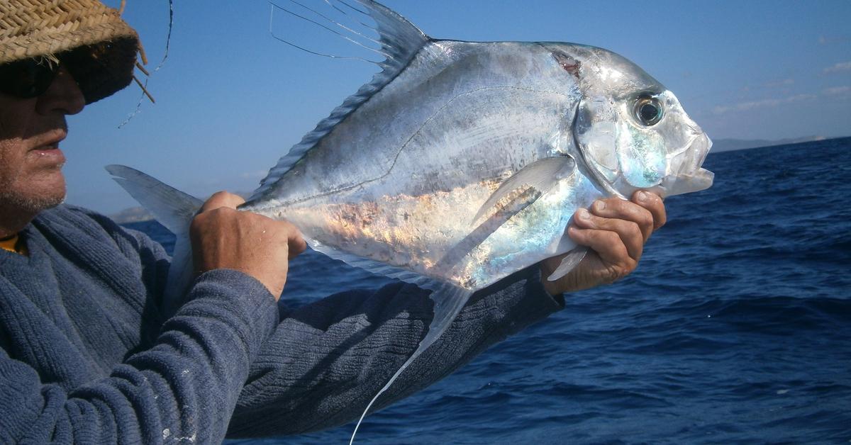 Captured elegance of the Pompano Fish, known in Indonesia as Ikan Pompano.