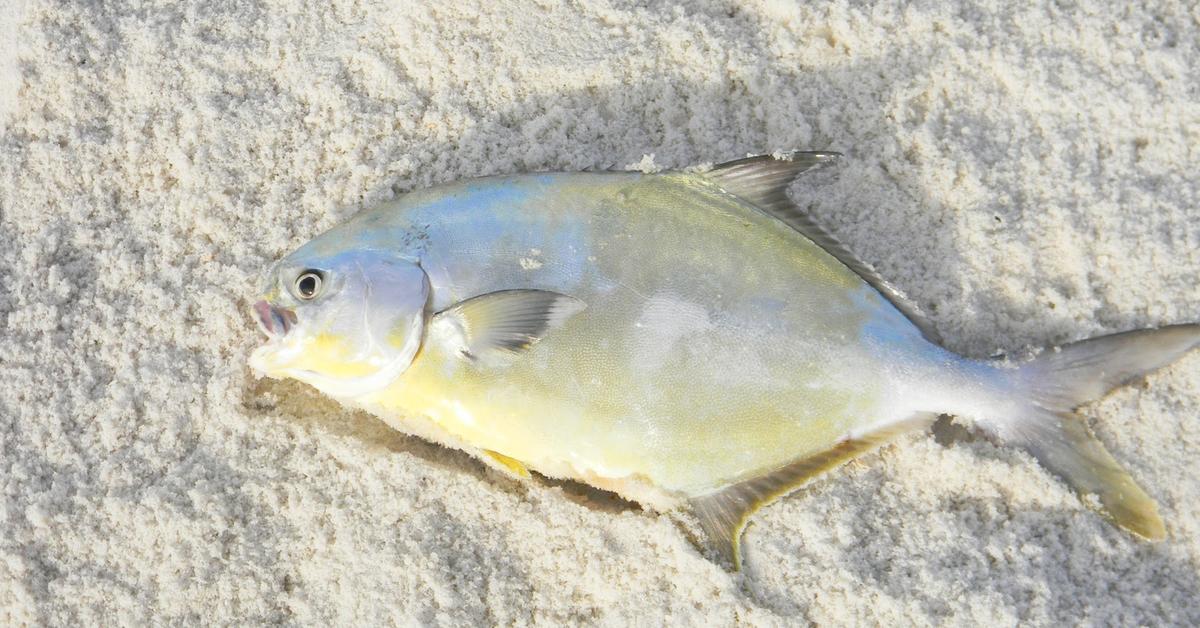 Close-up view of the Pompano Fish, known as Ikan Pompano in Indonesian.