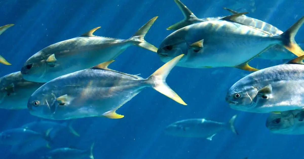 Vibrant snapshot of the Pompano Fish, commonly referred to as Ikan Pompano in Indonesia.