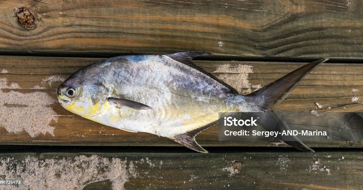 Photogenic Pompano Fish, scientifically referred to as Trachinotus carolinus.