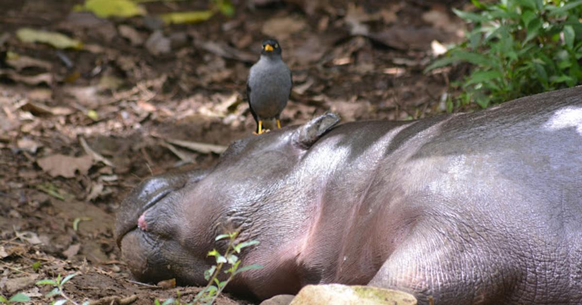 Splendid image of the Pygmy Hippopotamus, with the scientific name Choeropsis liberiensis.