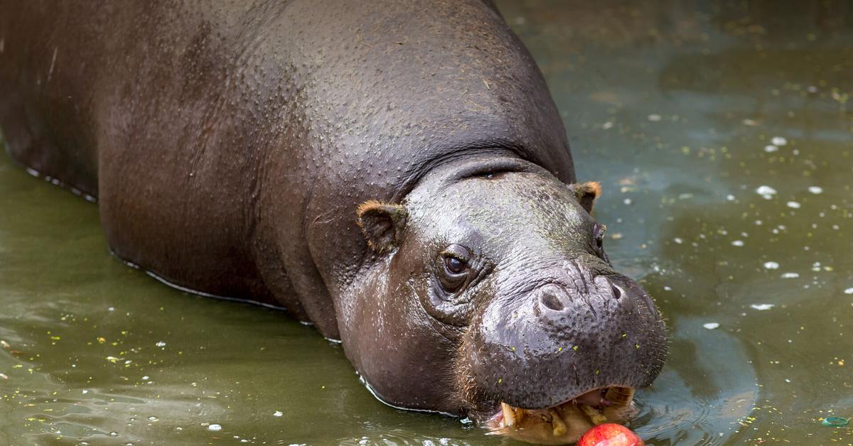 Image of the Pygmy Hippopotamus (Choeropsis liberiensis), popular in Indonesia as Kuda Nil Pygmy.