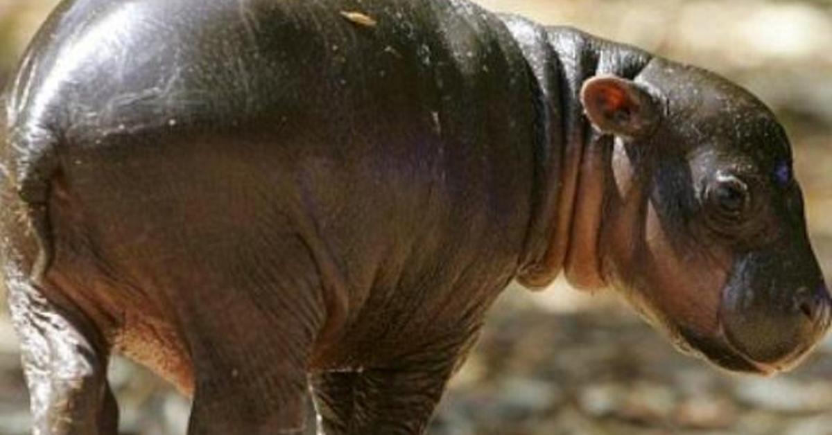 Charming view of the Pygmy Hippopotamus, in Indonesia referred to as Kuda Nil Pygmy.