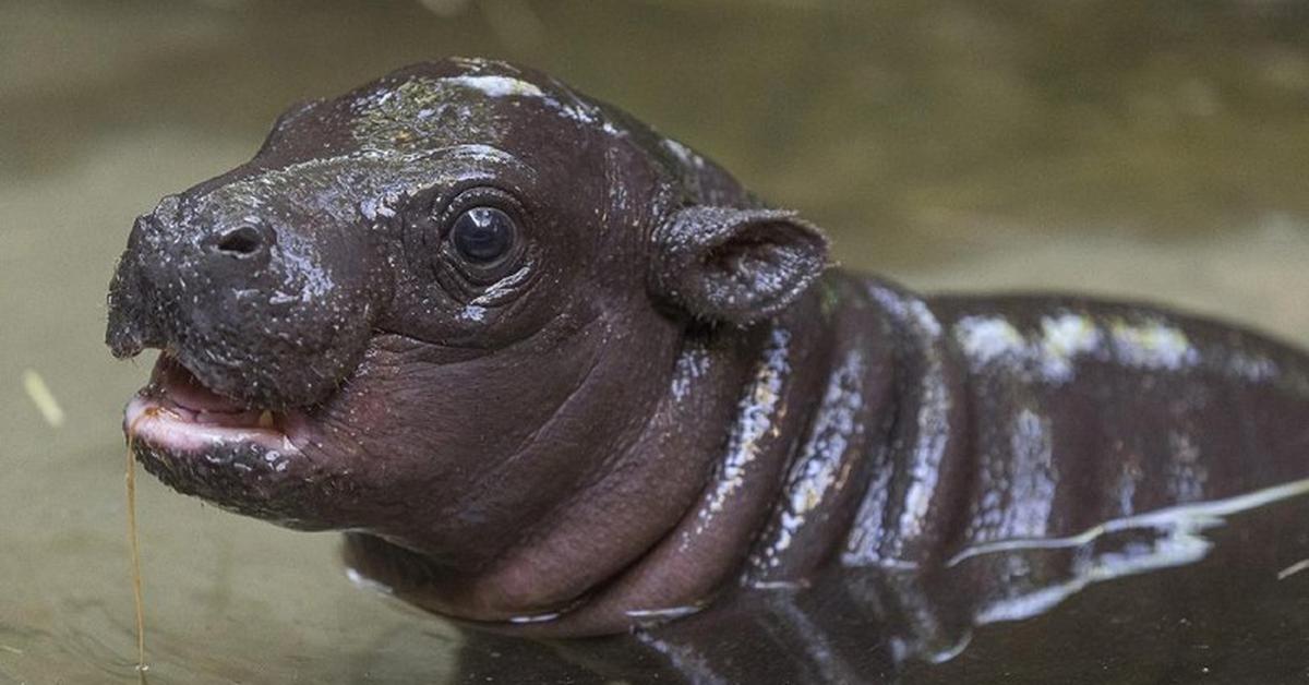 A beautiful representation of the Pygmy Hippopotamus, scientifically Choeropsis liberiensis.