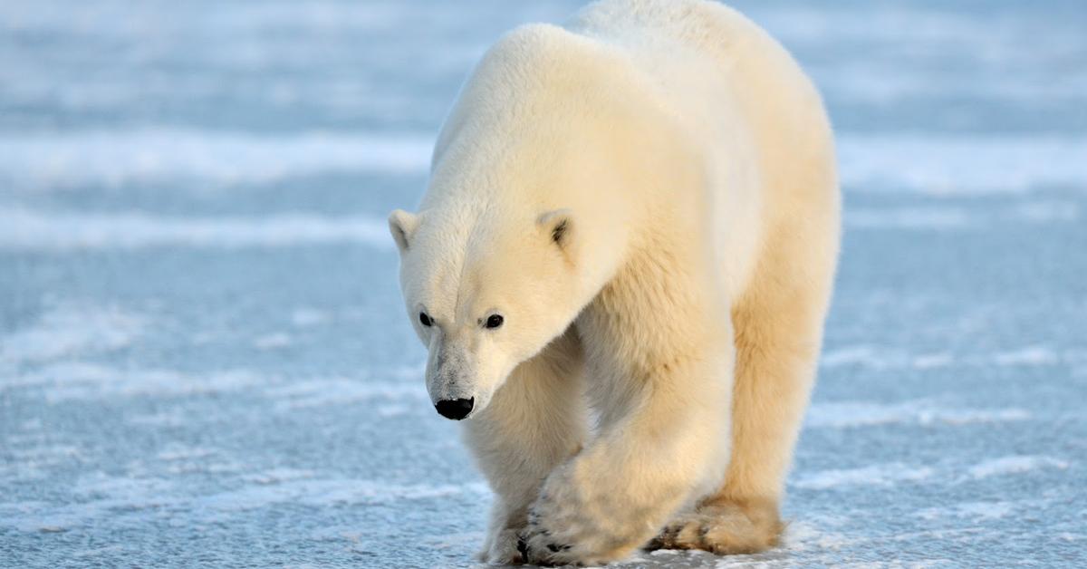 The Polar Bear, an example of Ursus maritimus, in its natural environment.