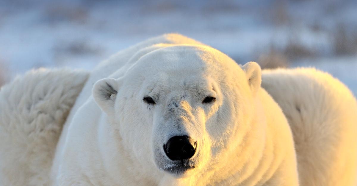 Captivating shot of the Polar Bear, or Beruang Kutub in Bahasa Indonesia.