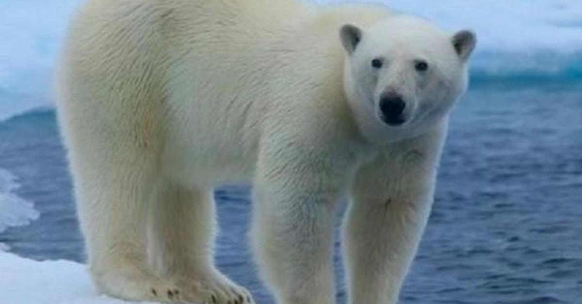 Striking appearance of the Polar Bear, known in scientific circles as Ursus maritimus.