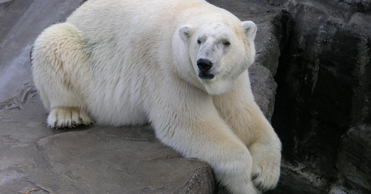 Photogenic Polar Bear, scientifically referred to as Ursus maritimus.