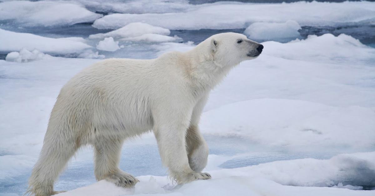 Stunning image of the Polar Bear (Ursus maritimus), a wonder in the animal kingdom.