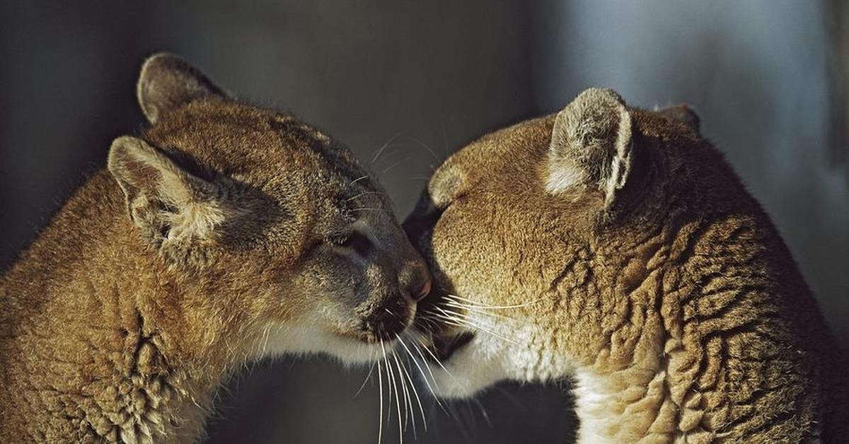 Enchanting Puma, a species scientifically known as Felis concolor.