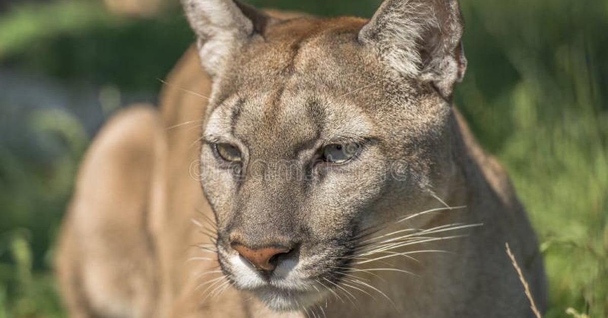 Image showcasing the Puma, known in Indonesia as Puma.