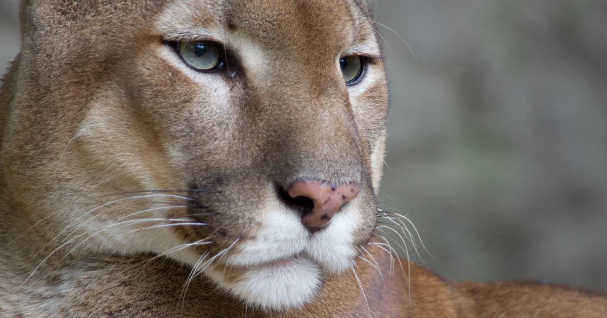 Captivating presence of the Puma, a species called Felis concolor.