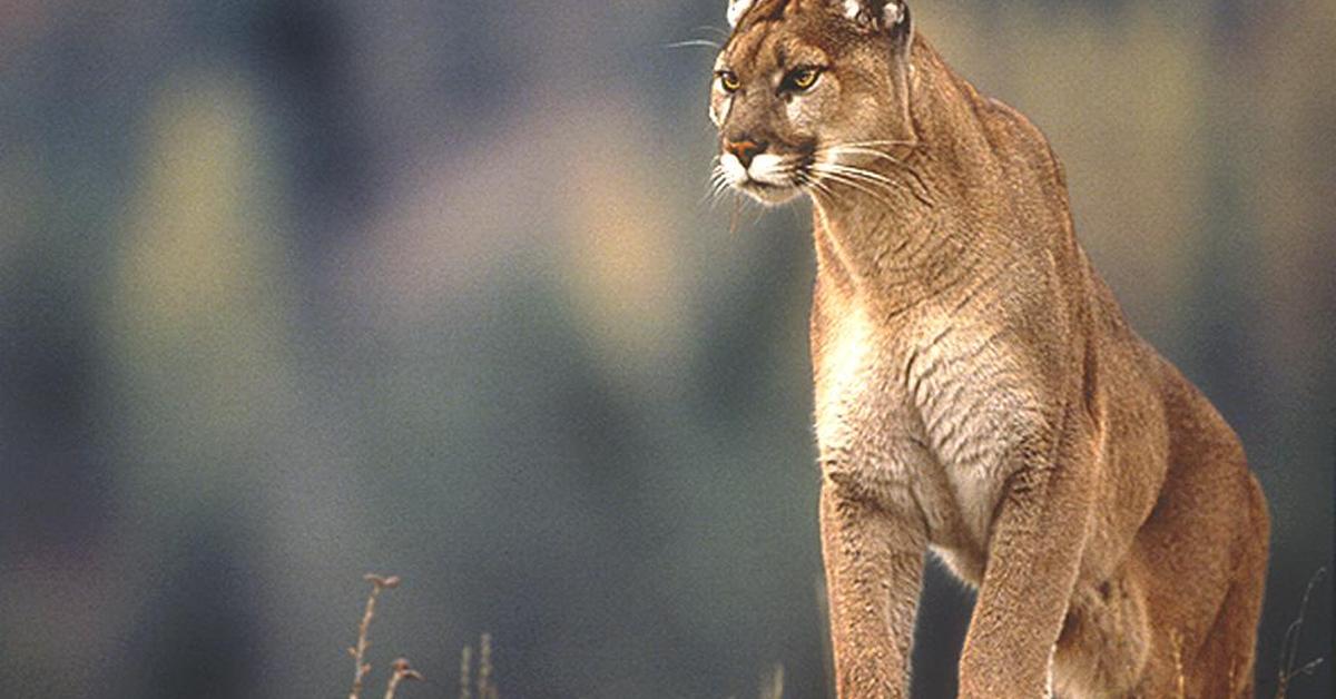 Image of the Puma (Felis concolor), popular in Indonesia as Puma.