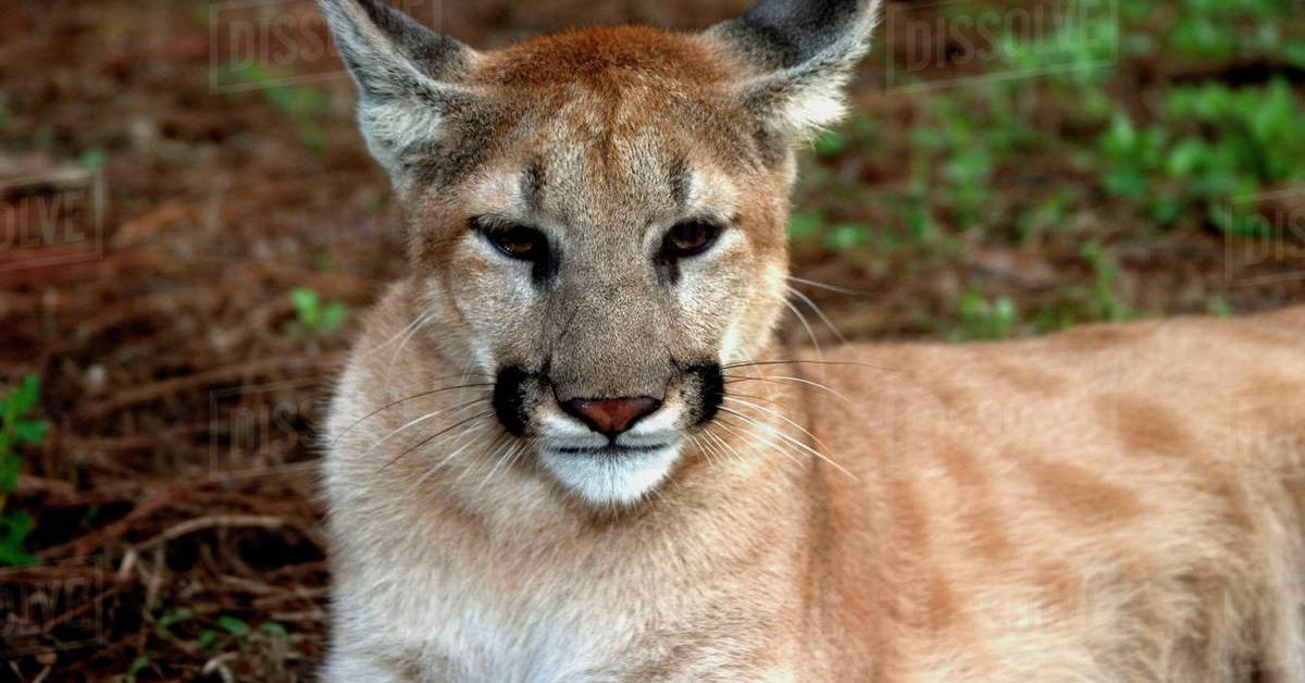 Captivating shot of the Puma, or Puma in Bahasa Indonesia.