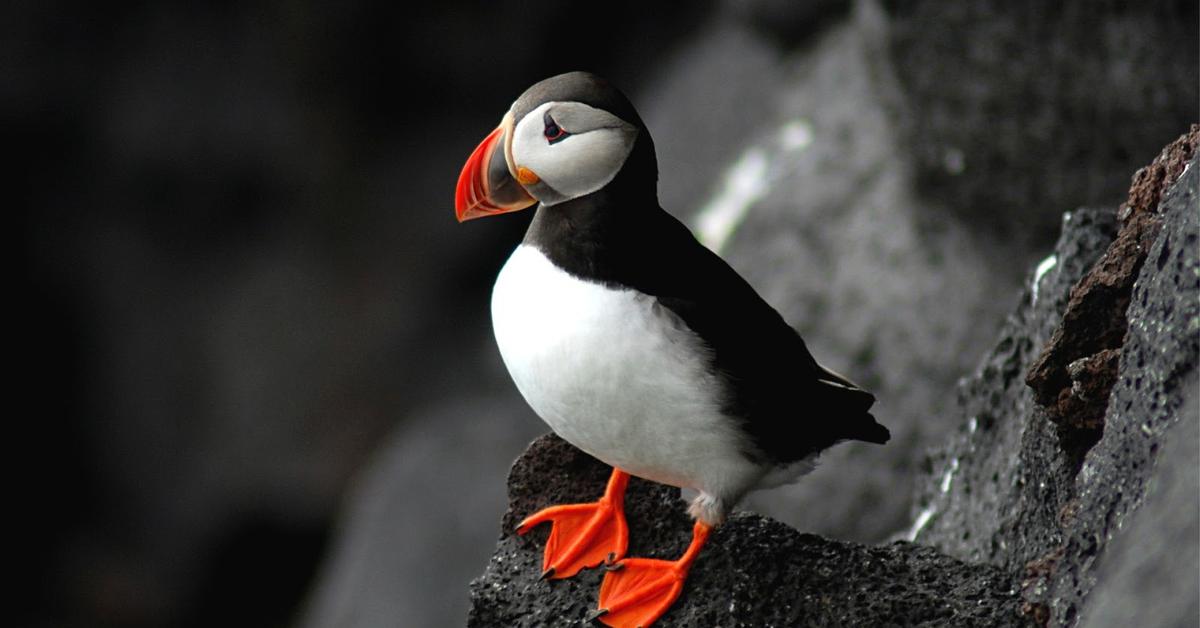 Striking appearance of the Puffin, known in scientific circles as Fratercula arctica.