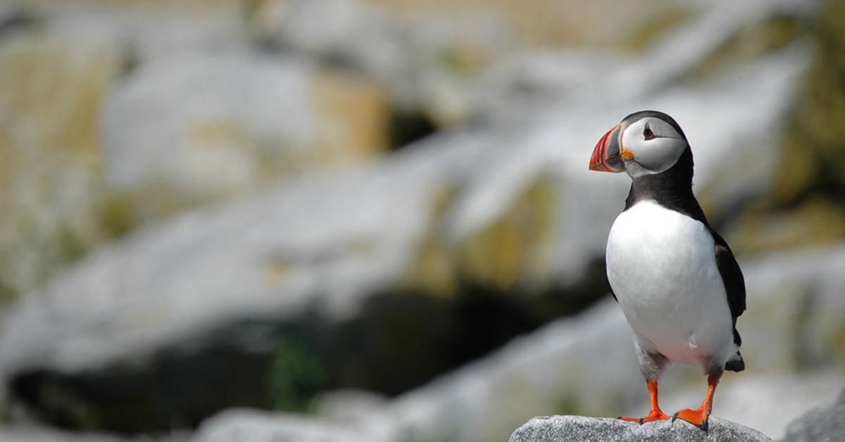 Captivating presence of the Puffin, a species called Fratercula arctica.