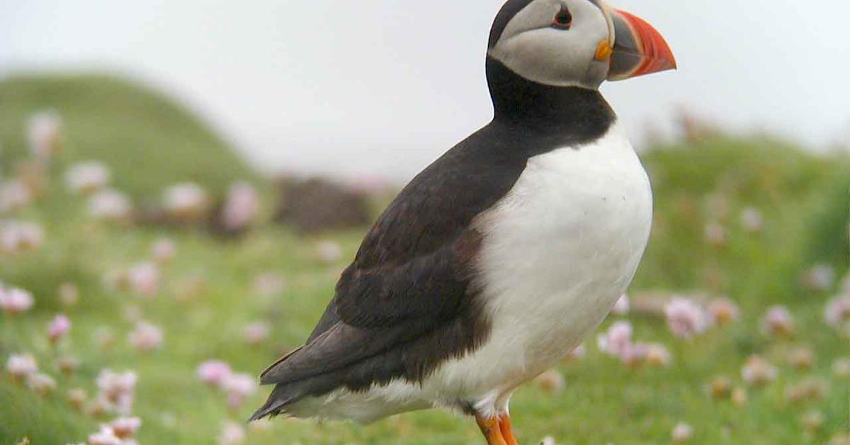 Close-up view of the Puffin, known as Puffin in Indonesian.