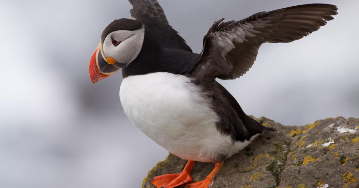 Close encounter with the Puffin, scientifically called Fratercula arctica.