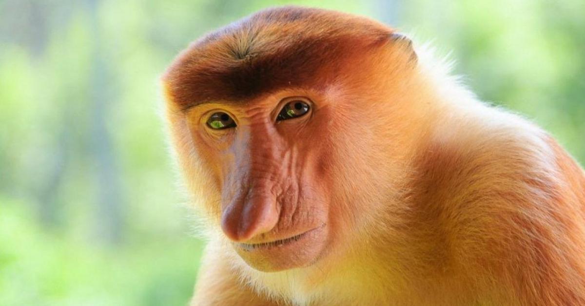 Captured beauty of the Proboscis Monkey, or Nasalis larvatus in the scientific world.