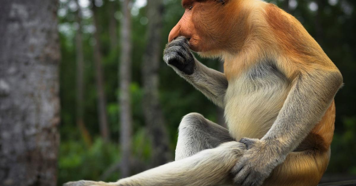 A beautiful representation of the Proboscis Monkey, scientifically Nasalis larvatus.