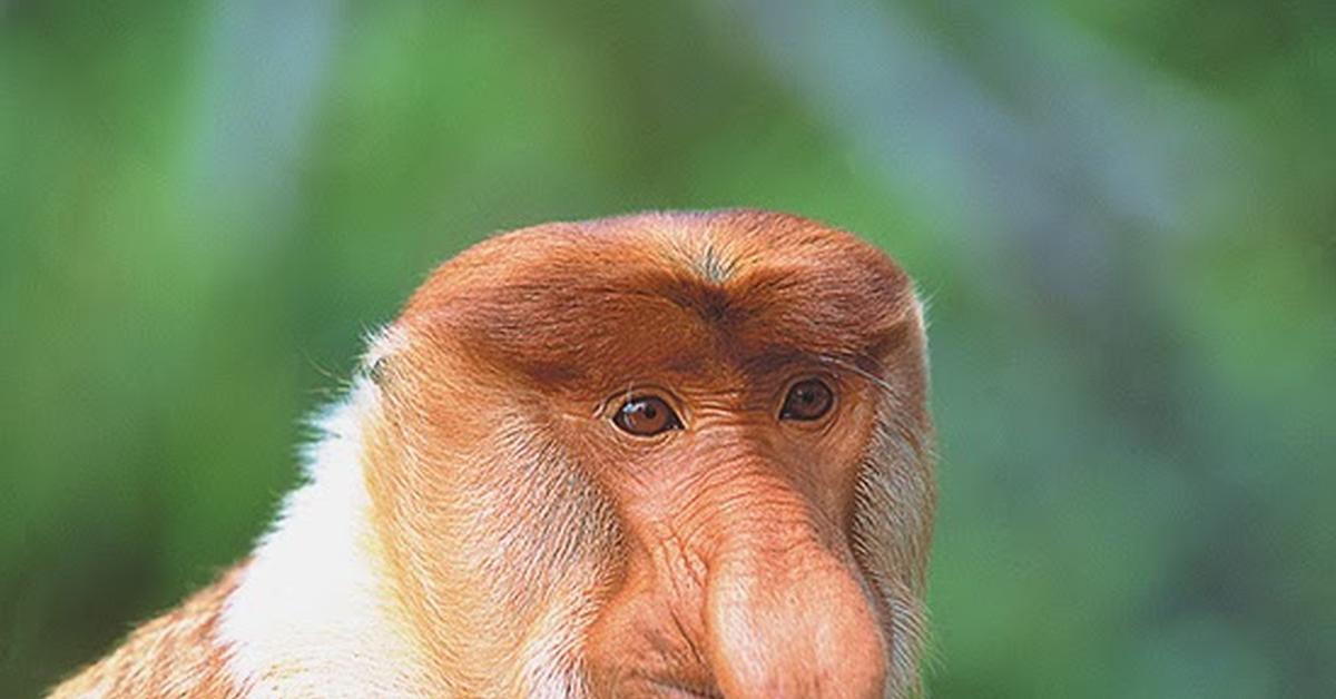 Elegant portrayal of the Proboscis Monkey, also known as Nasalis larvatus.