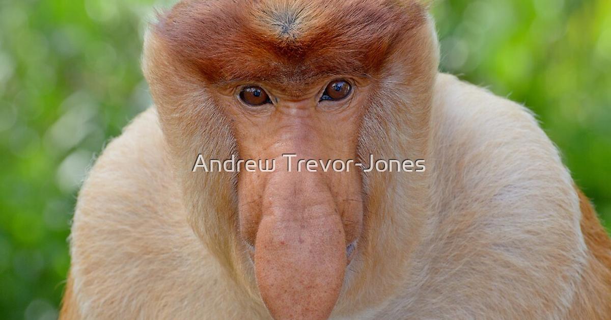 The elegant Proboscis Monkey (Nasalis larvatus), a marvel of nature.