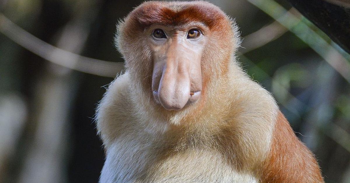 Captured elegance of the Proboscis Monkey, known in Indonesia as Monyet Belanda.