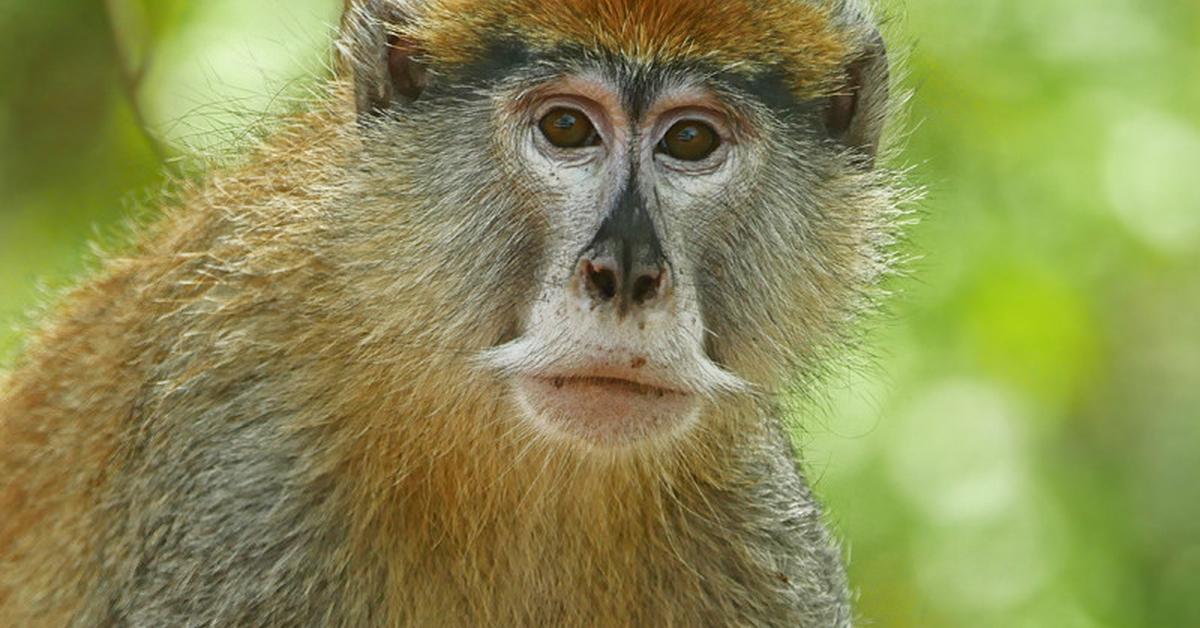 Photographic depiction of the unique Patas Monkey, locally called Monyet Patas.