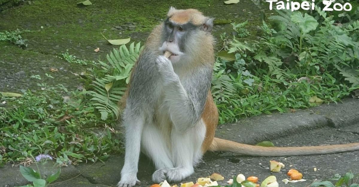 Dynamic image of the Patas Monkey, popularly known in Indonesia as Monyet Patas.