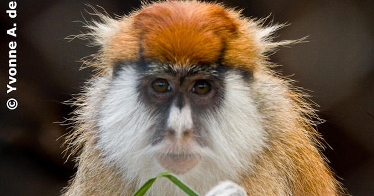 The remarkable Patas Monkey (Erythrocebus patas), a sight to behold.