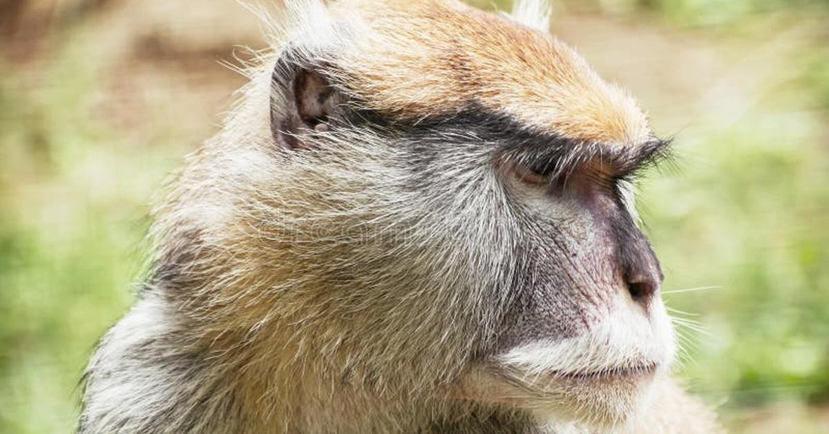 Stunning image of the Patas Monkey (Erythrocebus patas), a wonder in the animal kingdom.